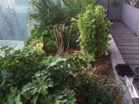A lush sky-garden at Spire, 40th floor, August, 2015