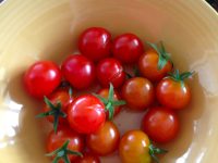 Tomatoes from a Spire sky-garden, 40th floor, September, 2015